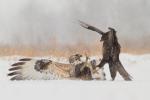Myszołów włochaty - Buteo lagopus - 털발말똥가리 - Fotografia nr 20130119_2779