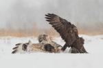 Myszołów włochaty - Buteo lagopus - 털발말똥가리 - Fotografia nr 20130119_2781