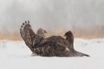Myszołów włochaty - Buteo lagopus - 털발말똥가리 - Fotografia nr 20130119_2790