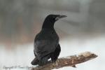 Czarnowron - Corvus corone - 까마귀 - Fotografia nr 20130120_3011