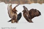 Myszołów zwyczajny - Buteo buteo - 말똥가리 - Fotografia nr 20130120_3754