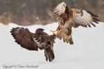 Myszołów zwyczajny - Buteo buteo - 말똥가리 - Fotografia nr 20130120_3770