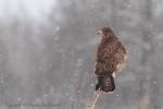 Myszołów zwyczajny - Buteo buteo - 말똥가리 - Fotografia nr 20130126_3966