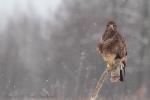Myszołów zwyczajny - Buteo buteo - 말똥가리 - Fotografia nr 20130126_3988