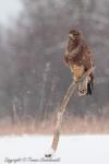 Myszołów zwyczajny - Buteo buteo - 말똥가리 - Fotografia nr 20130126_4000