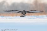 Myszołów zwyczajny - Buteo buteo - 말똥가리 - Fotografia nr 20130126_4057