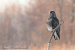 Myszołów zwyczajny - Buteo buteo - 말똥가리 - Fotografia nr 20130126_4069