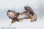 Myszołów zwyczajny - Buteo buteo - 말똥가리 - Fotografia nr 20130127_4117