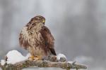 Myszołów zwyczajny - Buteo buteo - 말똥가리 - Fotografia nr 20130127_4134