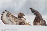 Myszołów zwyczajny - Buteo buteo - 말똥가리 - Fotografia nr 20130127_4215