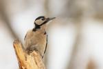 Dzięcioł duży - Dendrocopos major - 오색딱다구리 - Fotografia nr 20130216_5089