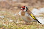 Szczygieł - Carduelis carduelis - Fotografia nr 20130216_5123
