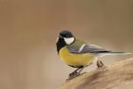 Sikora bogatka - Parus major - 박새 - Fotografia nr 20130216_5191