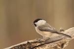 Sikora czarnogłówka - Poecile montanus - Fotografia nr 20130216_5229