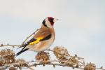 Szczygieł - Carduelis carduelis - Fotografia nr 20130317_000008