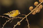 Czyż - Carduelis spinus - 검은머리방울새 - Fotografia nr 20130317_000099