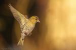 Czyż - Carduelis spinus - 검은머리방울새 - Fotografia nr 20130317_000206