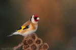Szczygieł - Carduelis carduelis - Fotografia nr 20130317_6310