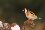 Szczygieł - Carduelis carduelis - Fotografia nr 20130317_6345