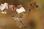 Czyż - Carduelis spinus - 검은머리방울새 - Fotografia nr 20130317_6487