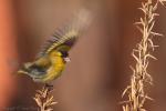 Czyż - Carduelis spinus - 검은머리방울새 - Fotografia nr 20130317_6611