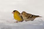 Czyż - Carduelis spinus - 검은머리방울새 - Fotografia nr 20130317_6653
