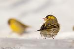 Czyż - Carduelis spinus - 검은머리방울새 - Fotografia nr 20130317_6692