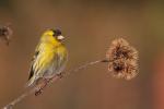 Czyż - Carduelis spinus - 검은머리방울새 - Fotografia nr 20130317_6744