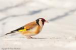 Szczygieł - Carduelis carduelis - Fotografia nr 20130317_6761