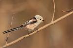 Raniuszek - Aegithalos caudatus - 오목눈이 - Fotografia nr 20130318_000330