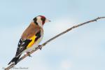 Szczygieł - Carduelis carduelis - Fotografia nr 20130323_000342