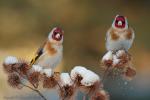 Szczygieł - Carduelis carduelis - Fotografia nr 20130323_000352