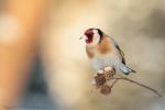 Szczygieł - Carduelis carduelis - Fotografia nr 20130323_000375