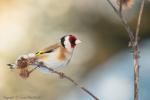 Szczygieł - Carduelis carduelis - Fotografia nr 20130323_000378