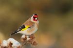 Szczygieł - Carduelis carduelis - Fotografia nr 20130323_000389