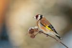 Szczygieł - Carduelis carduelis - Fotografia nr 20130323_000391