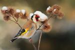 Szczygieł - Carduelis carduelis - Fotografia nr 20130323_000396
