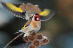 Szczygieł - Carduelis carduelis - Fotografia nr 20130323_000399
