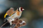 Szczygieł - Carduelis carduelis - Fotografia nr 20130323_000400