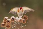 Szczygieł - Carduelis carduelis - Fotografia nr 20130324_000462