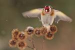 Szczygieł - Carduelis carduelis - Fotografia nr 20130324_000472