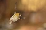 Czyż - Carduelis spinus - 검은머리방울새 - Fotografia nr 20130324_000764