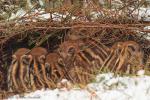 Dzik - Sus scrofa - 멧돼지 - Fotografia nr 20130330_000873