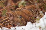 Dzik - Sus scrofa - 멧돼지 - Fotografia nr 20130330_000882