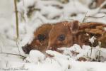 Dzik - Sus scrofa - 멧돼지 - Fotografia nr 20130330_000893