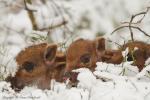 Dzik - Sus scrofa - 멧돼지 - Fotografia nr 20130330_000921