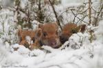 Dzik - Sus scrofa - 멧돼지 - Fotografia nr 20130330_000947