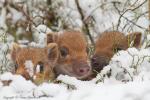 Dzik - Sus scrofa - 멧돼지 - Fotografia nr 20130330_000987