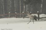 Żuraw - Grus grus - 검은목두루미 - Fotografia nr 20130406_001095