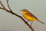 Pliszka żółta - Motacilla flava -  긴발톱할미새 - Fotografia nr 20130424_001824